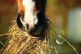 Takarmányozás (ló)