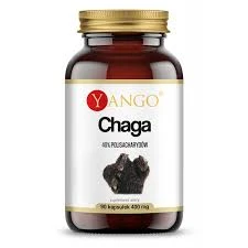 Chaga gomba